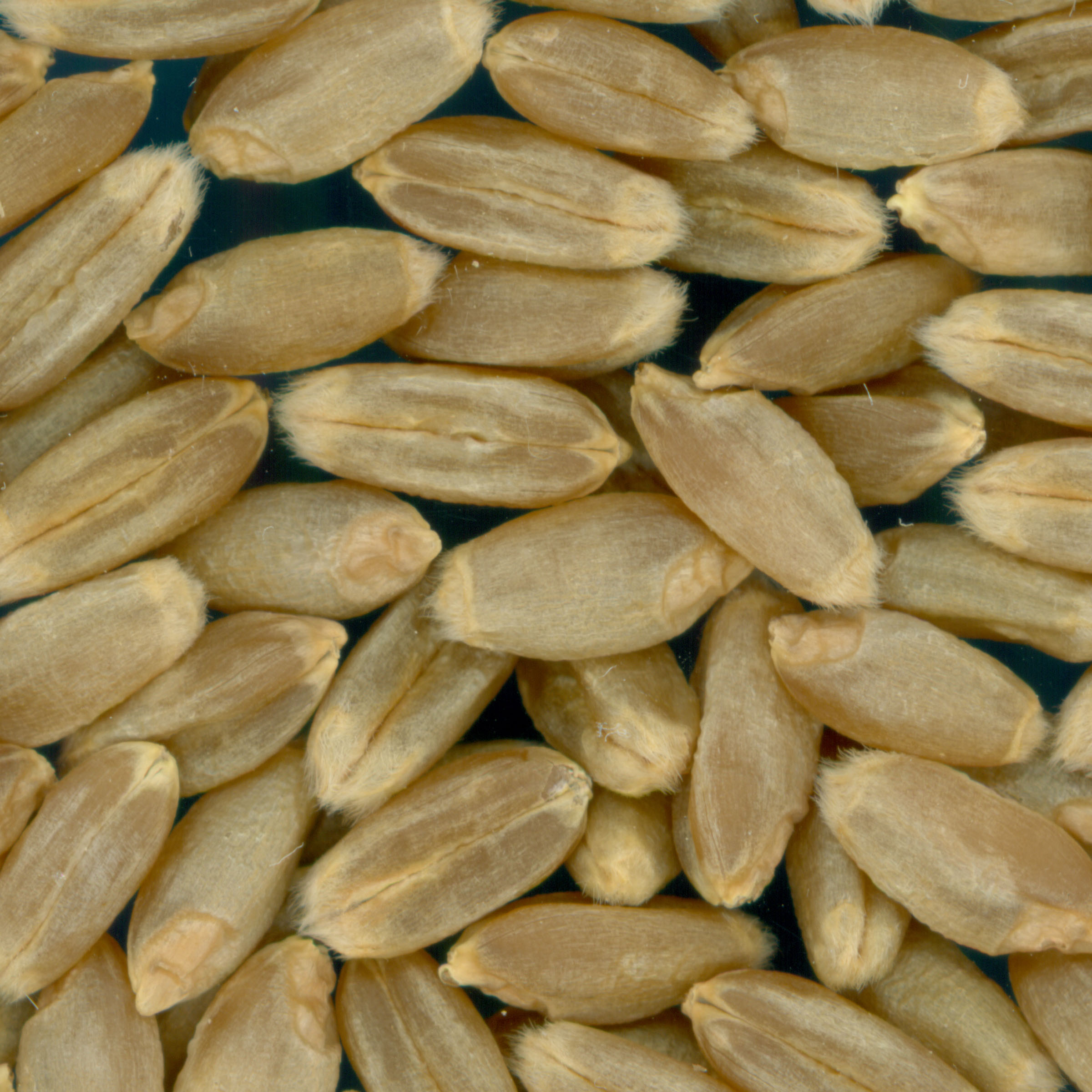 Click for 3 image(s) for this accession. KERNELS